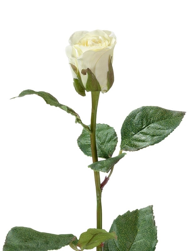 Роза Анабель бело-зёленая (искусственная) Treez Collection - фото 65112