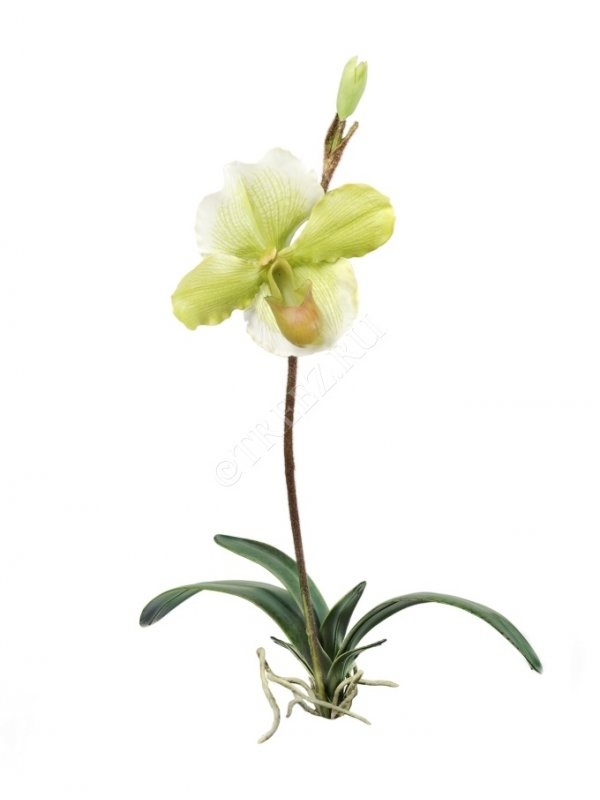 Орхидея Венерин Башмачок белый/лайм с листьями и корнями (искусственная) Treez Collection - фото 65123