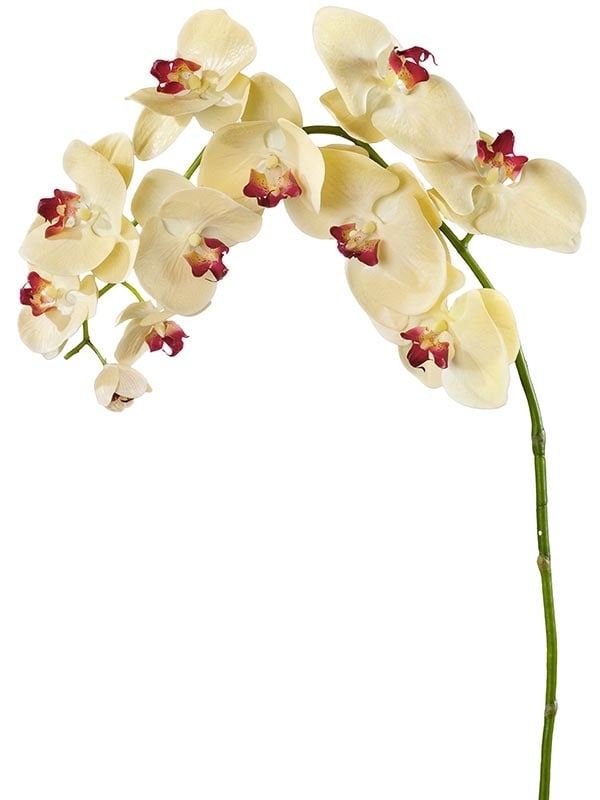 Орхидея Фаленопсис бледно-золотистая с бордо (искусственная) Treez Collection - фото 65167