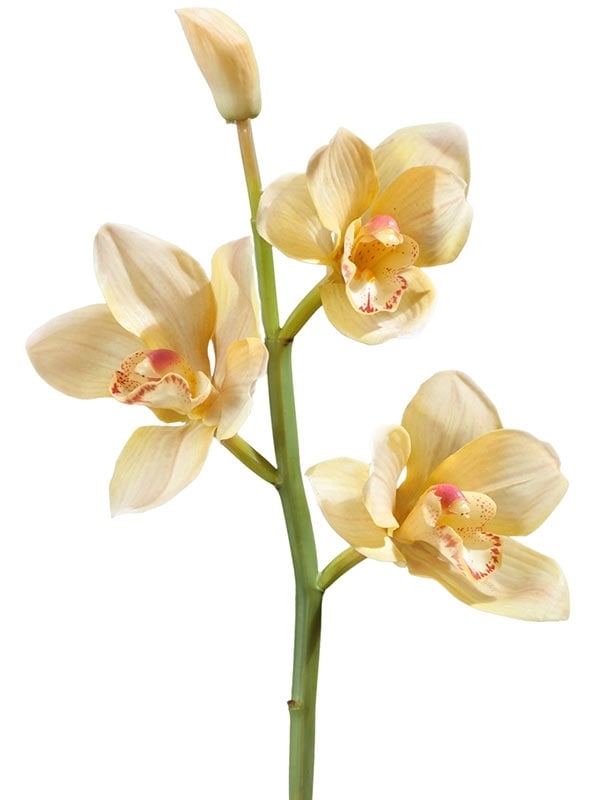 Орхидея Цимбидиум ветвь нежно-золотистая малая (искусственная) Treez Collection - фото 65192