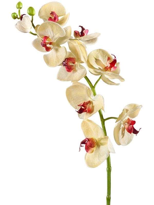 Орхидея Фаленопсис Мидл бледно-золотистая с бордо (искусственная) Treez Collection - фото 65197