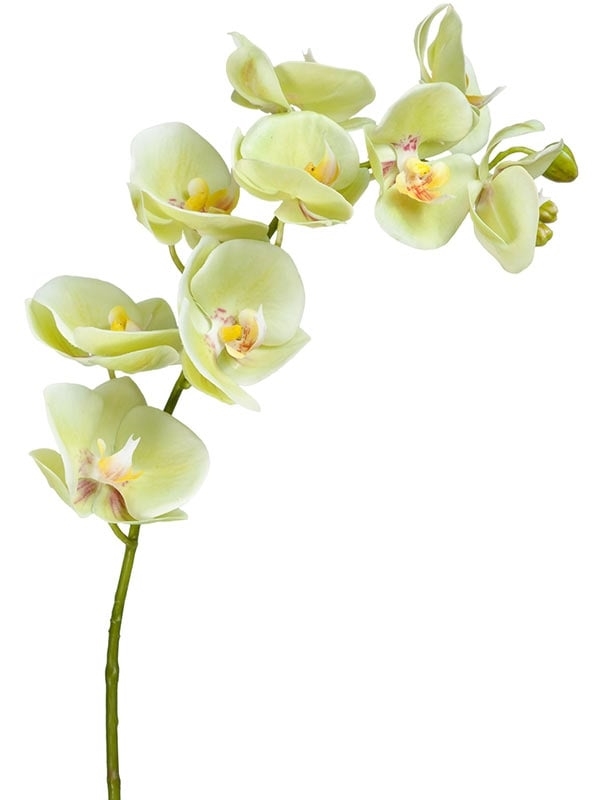 Орхидея Фаленопсис св.лайм ветвь (искусственная) Treez Collection - фото 65249