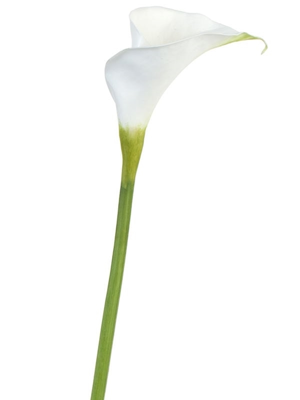 Калла Биг белая с лаймом (искусственная) Treez Collection - фото 65288