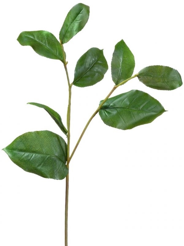 Ветвь Салала с зелёными листами (искусственная) Treez Collection - фото 65354