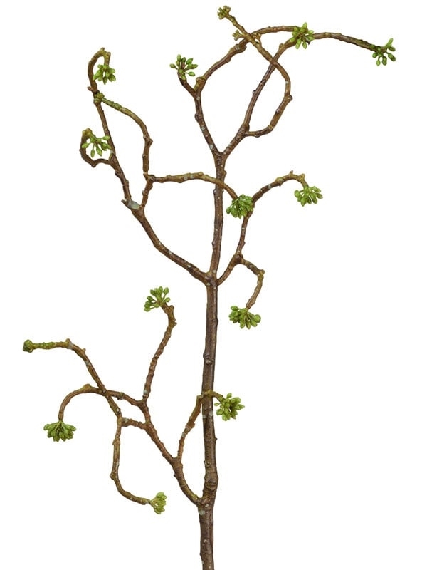 Ветка декоративная с зелёными почками (искусственная) Treez Collection - фото 65372