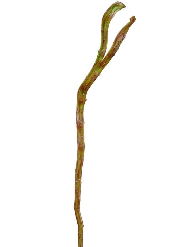 Ветка Салекса зёлено-коричневая (два уса) Treez Collection - фото 65373