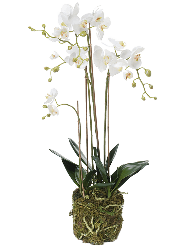 Орхидея Фаленопсис с землёй и мхом 80 (искусственная) Nieuwkoop Europe - фото 71934