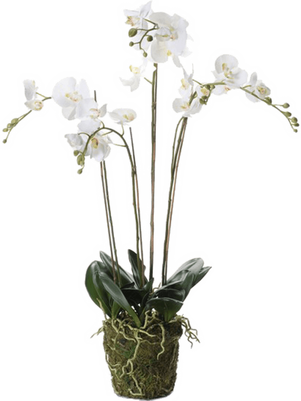Орхидея Фаленопсис с землёй и мхом 90 (искусственная) Nieuwkoop Europe - фото 71935
