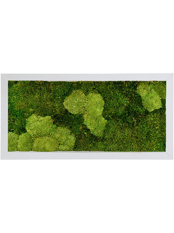 Картина из мха superline 30% ball- and 70% flat moss 100/50 (искусственная) Nieuwkoop Europe - фото 71944
