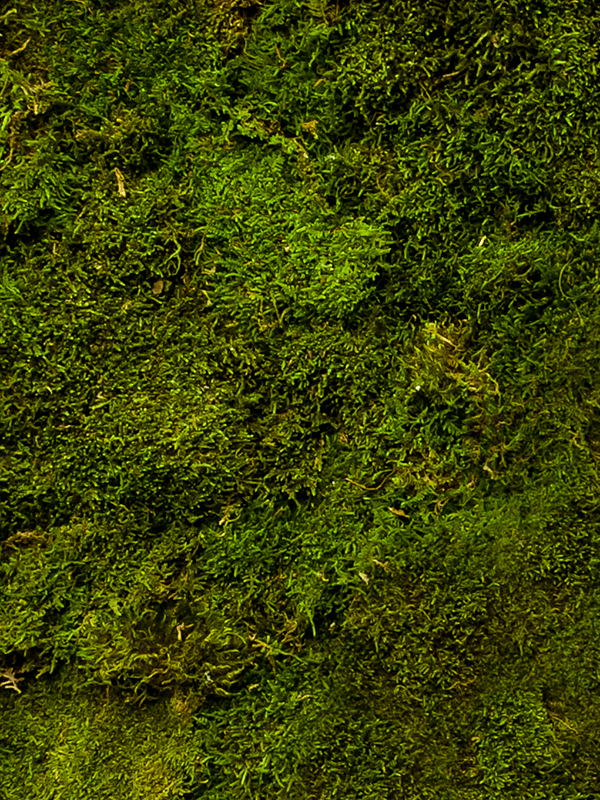 Стабилизированный мох Ball moss 1,6 м.кв. Nieuwkoop Europe - фото 71948