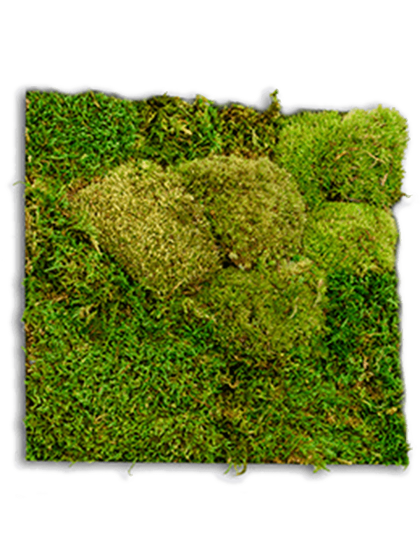 Стабилизированный мох Sample 50%/50% platt/ball moss Nieuwkoop Europe - фото 71949