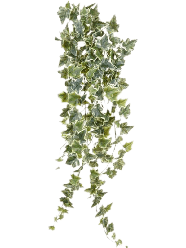 Плющ хедера бело-зелёный (искусственный) Nieuwkoop Europe - фото 72046
