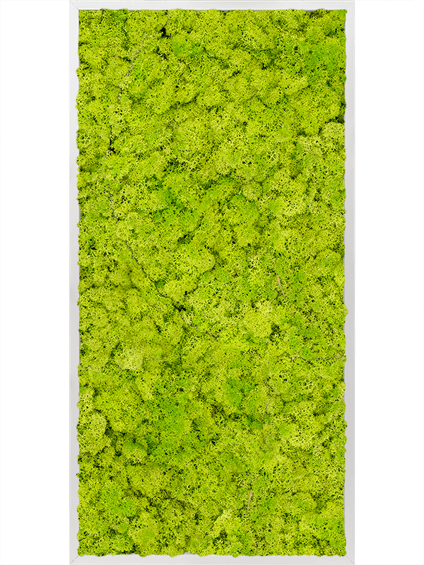 Картина из мха aluminum 100% reindeer moss 60/120/6 (spring green) - фото 72102