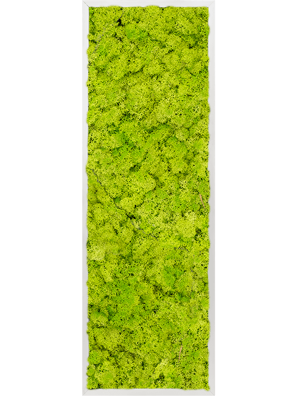 Картина из мха aluminum 100% reindeer moss 40/120/6 (spring green) - фото 72103