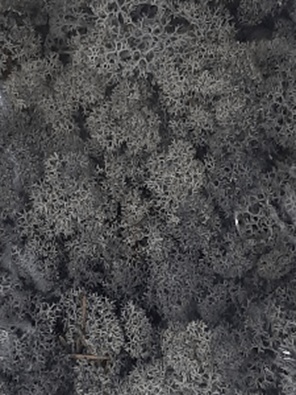 Стабилизированный мох Reindeer moss anthracite (примерно. 0,45 m2) - фото 72117
