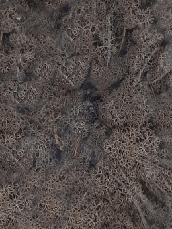 Стабилизированный мох Reindeer moss brown (примерно. 0,45 m2) - фото 72122