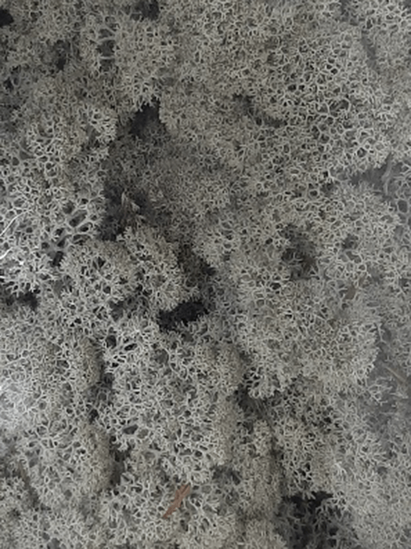 Стабилизированный мох Reindeer moss grey (примерно. 0,45 m2) - фото 72126
