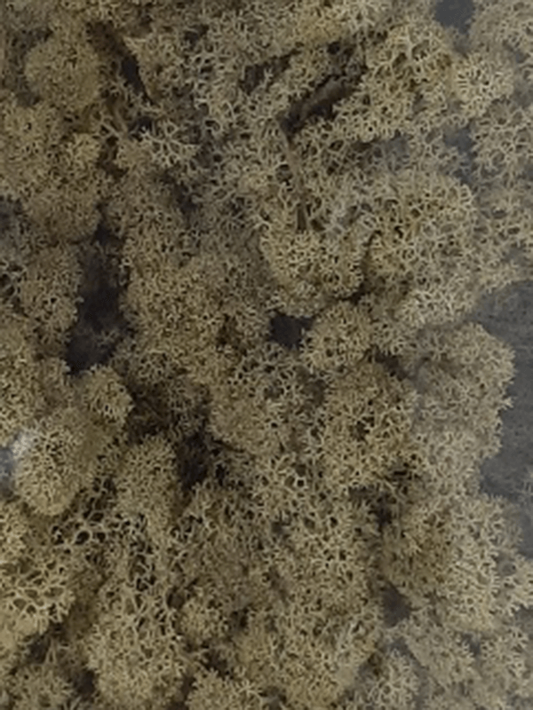 Стабилизированный мох Reindeer moss kiwi (примерно. 0,45 m2) - фото 72127