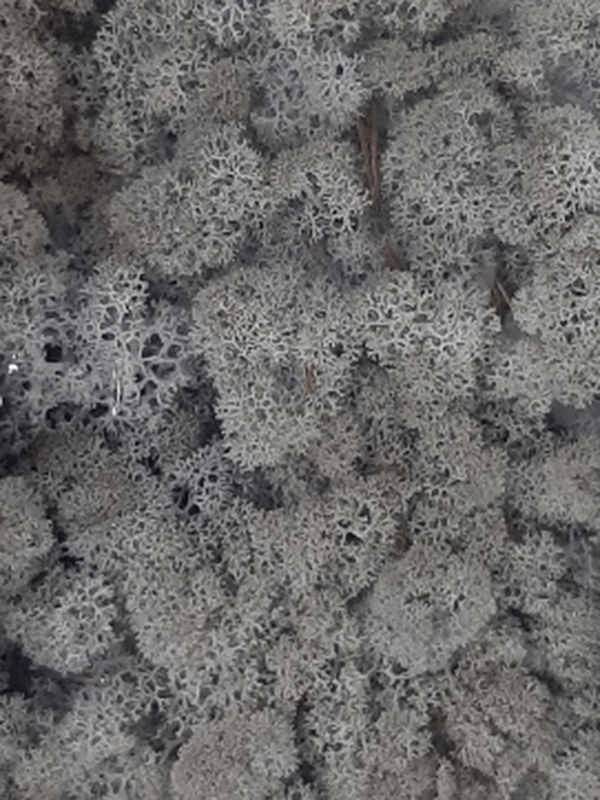 Стабилизированный мох Reindeer moss lavender (примерно. 0,45 m2) - фото 72128
