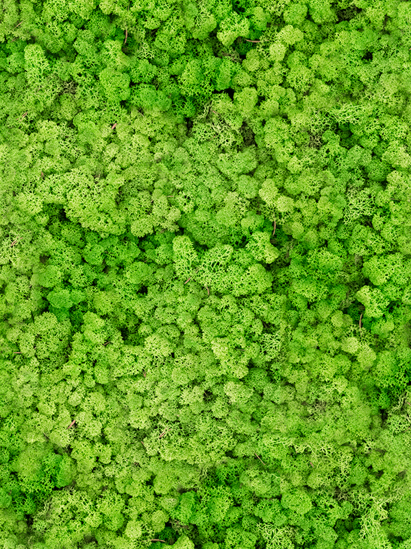 Стабилизированный мох Reindeer moss light grass green (примерно. 0,45 m2) - фото 72130