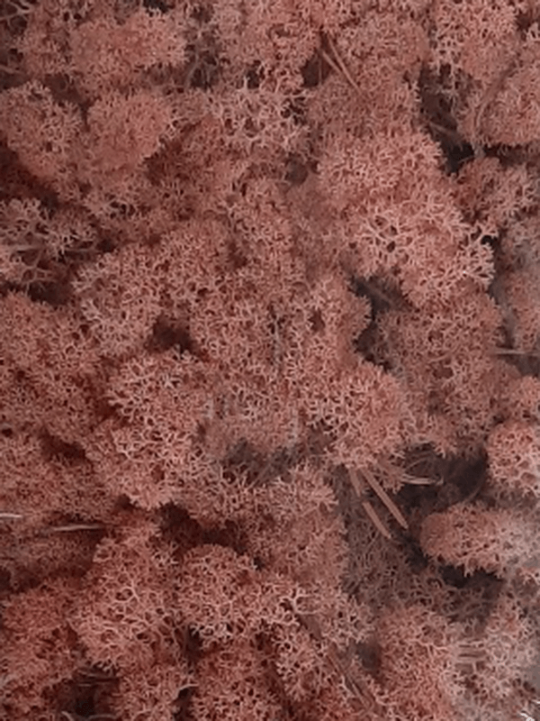 Стабилизированный мох Reindeer moss light pink (примерно. 0,45 m2) - фото 72131