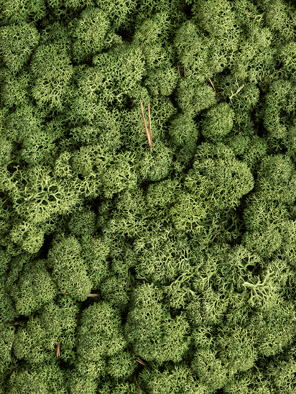 Стабилизированный мох Reindeer moss mossgreen (примерно. 0,45 m2) - фото 72135