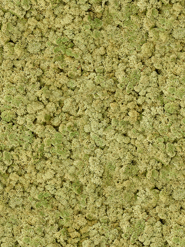 Стабилизированный мох Reindeer moss old green (примерно. 0,45 m2) - фото 72137