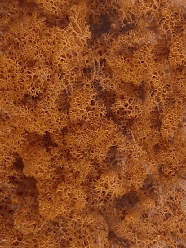 Стабилизированный мох Reindeer moss orange (примерно. 0,45 m2) - фото 72138