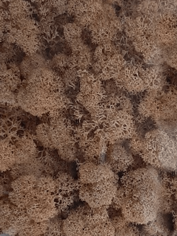 Стабилизированный мох Reindeer moss peach (примерно. 0,45 m2) - фото 72140