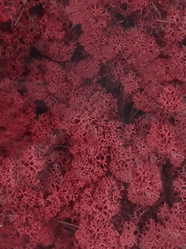 Стабилизированный мох Reindeer moss purpur (примерно. 0,45 m2) - фото 72141