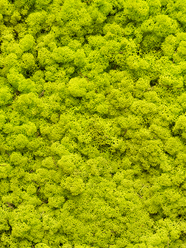 Стабилизированный мох Reindeer moss spring green (примерно. 0,45 m2) - фото 72144