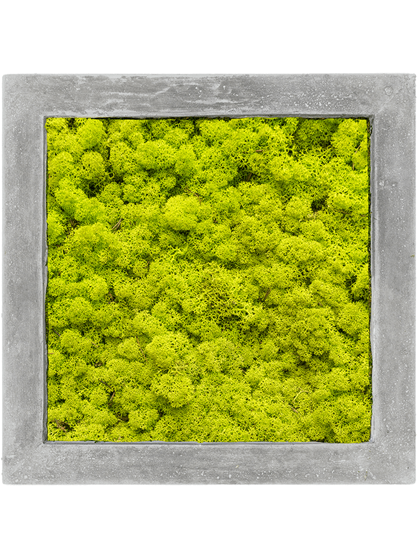 Картина из мха polystone raw grey 100% reindeer moss 50/50/5 (spring green) - фото 72167