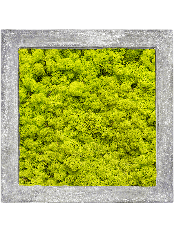 Картина из мха polystone raw grey 100% reindeer moss 70/70/5 (spring green) 19347 - фото 72168