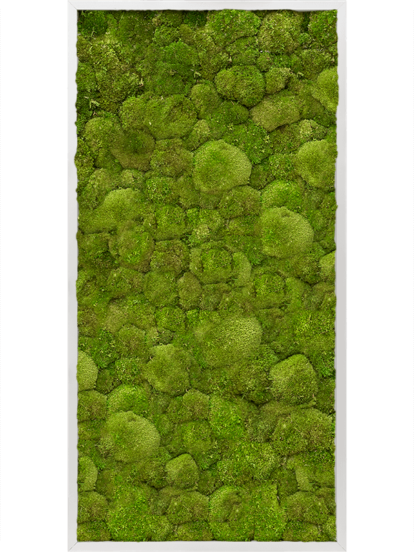 Картина из мха aluminum 60/120/6 100% ball moss - фото 72187