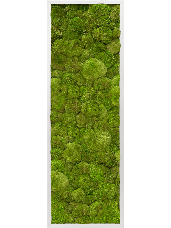 Картина из мха aluminum 40/120/6 100% ball moss - фото 72188