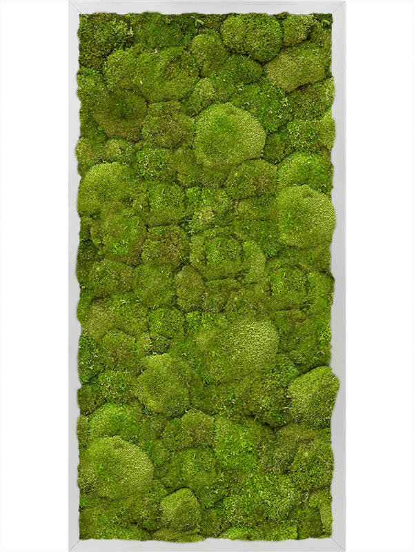 Картина из мха aluminum 40/80/6 100% ball moss - фото 72191
