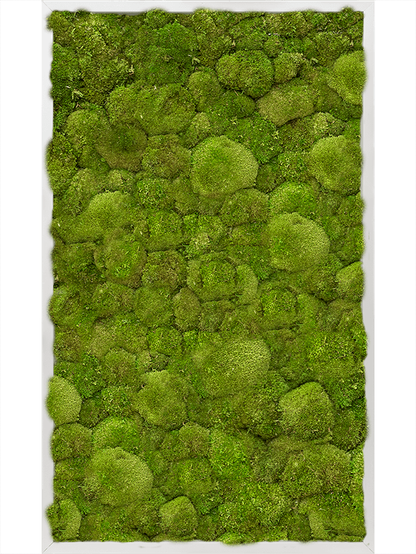 Картина из мха aluminum 60/100/6 100% ball moss - фото 72193
