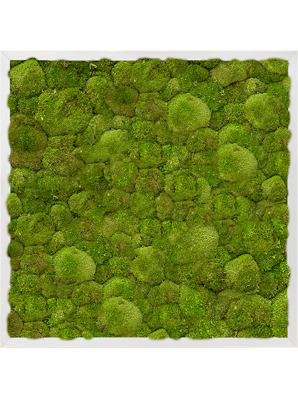 Картина из мха aluminum 60/60/6 100% ball moss - фото 72194