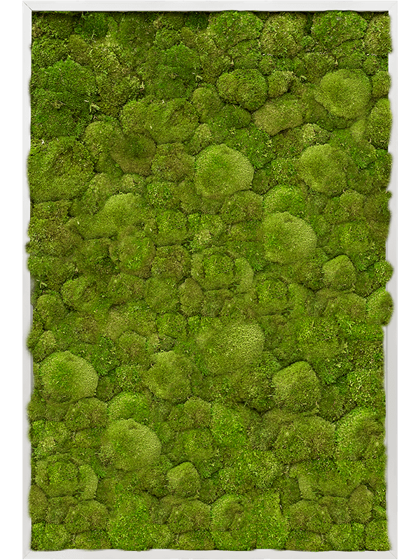 Картина из мха aluminum 80/120/6 100% ball moss - фото 72196