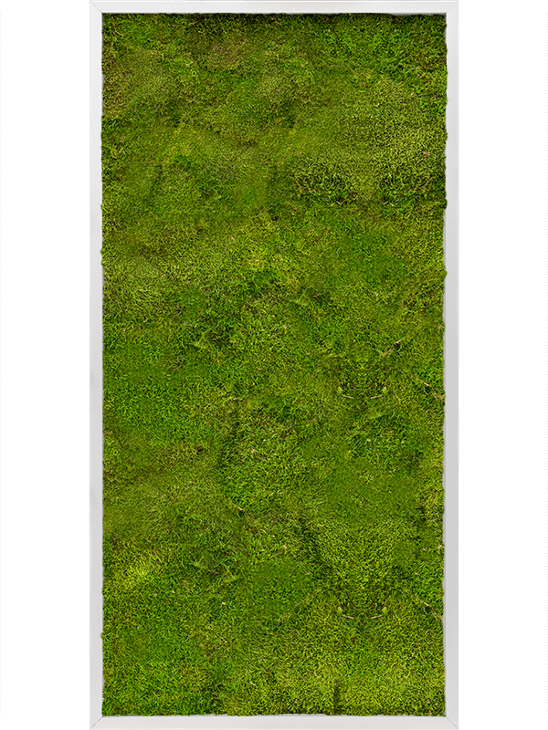 Картина из мха aluminum 60/120/6 100% flat moss - фото 72200