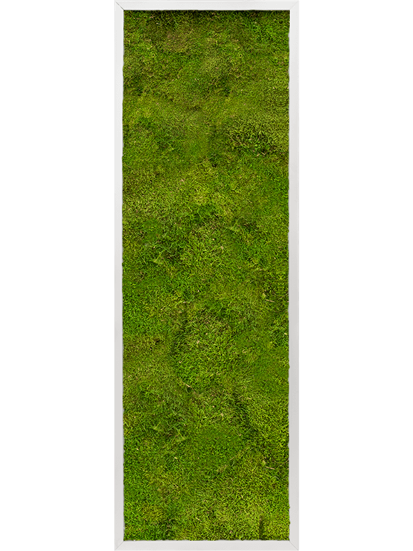 Картина из мха aluminum 40/120/6 100% flat moss - фото 72201