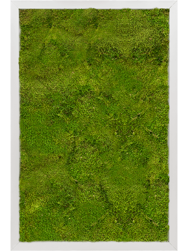 Картина из мха aluminum 40/60/6 100% flat moss - фото 72203
