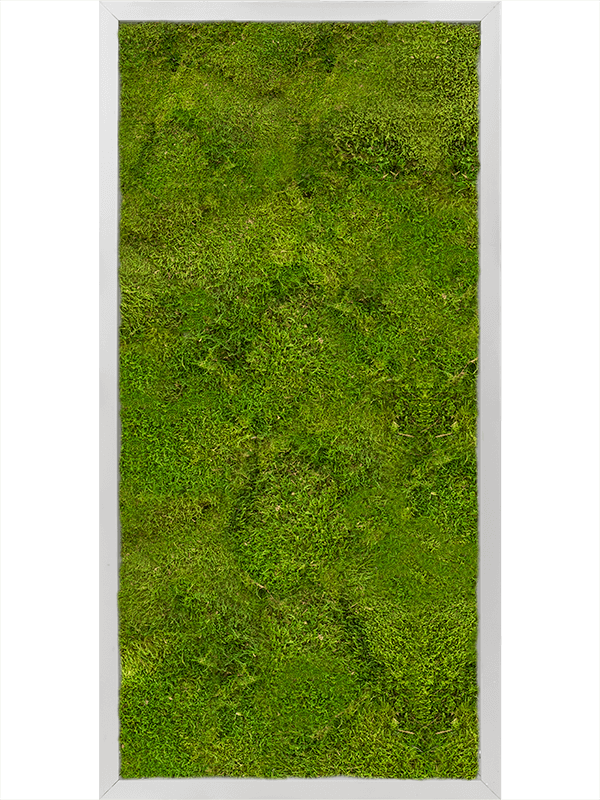 Картина из мха aluminum 40/80/6 100% flat moss - фото 72204