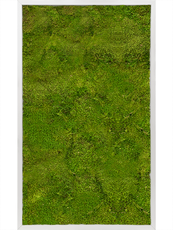Картина из мха aluminum 60/100/6 100% flat moss - фото 72206