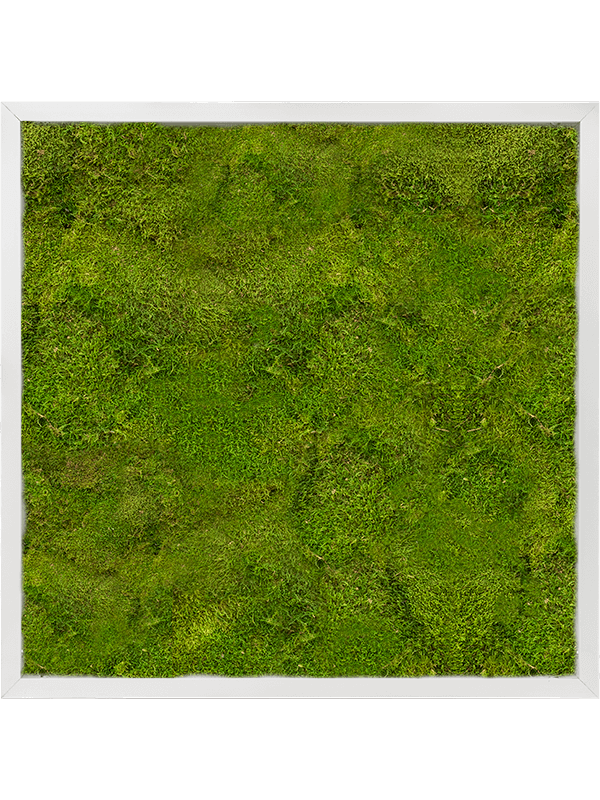 Картина из мха aluminum 60/60/6 100% flat moss - фото 72207