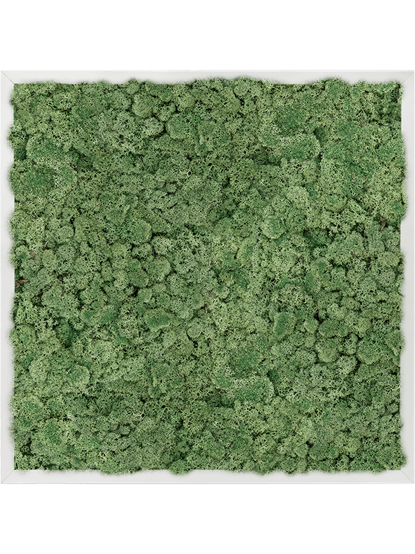 Картина из мха aluminum 100% reindeer moss 60/60/6 (moss green) - фото 72209