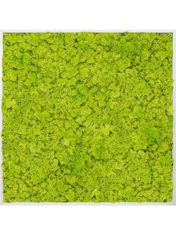 Картина из мха aluminum 100% reindeer moss (spring green) - фото 72214