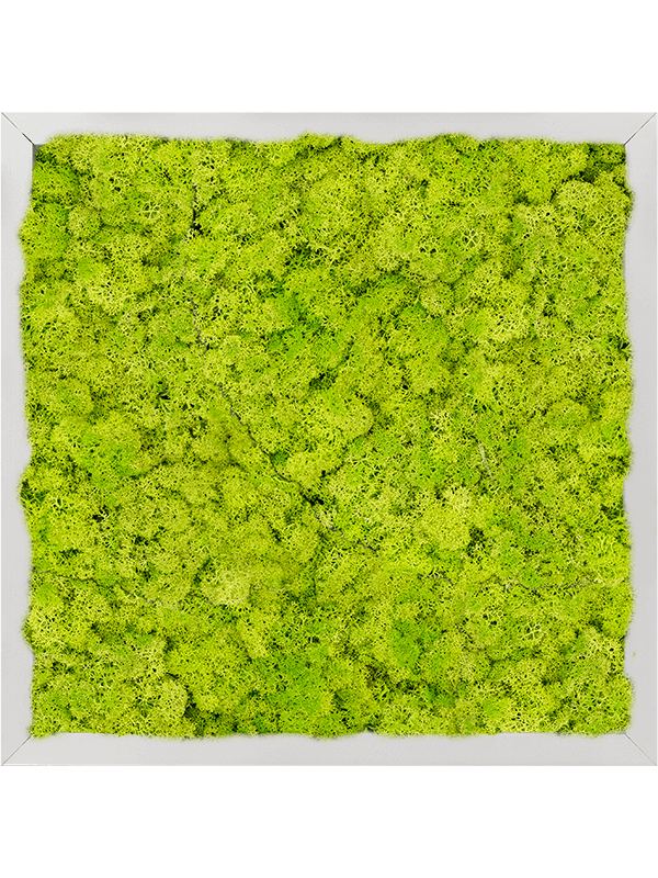 Картина из мха aluminum 100% reindeer moss 40/40/6 (spring green) - фото 72215