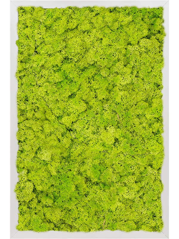 Картина из мха aluminum 100% reindeer moss 40/60/6 (spring green) - фото 72216