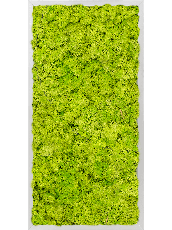Картина из мха aluminum 100% reindeer moss 40/80/6 (spring green) - фото 72217